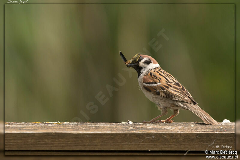 Eurasian Tree Sparrow