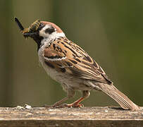 Eurasian Tree Sparrow