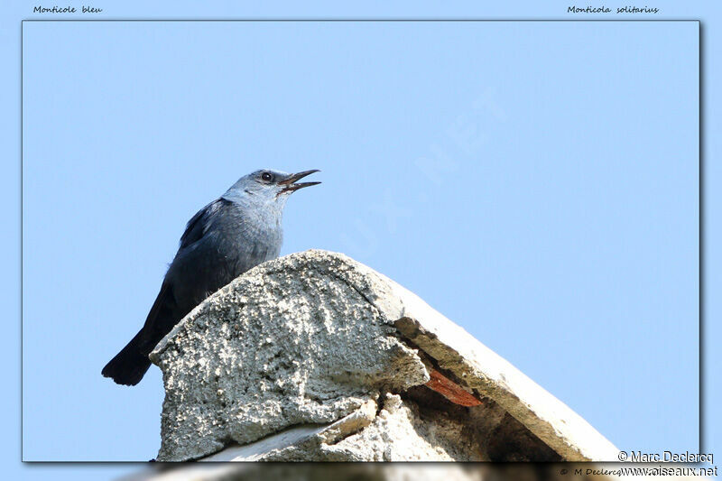 Monticole bleu, identification