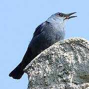 Blue Rock Thrush