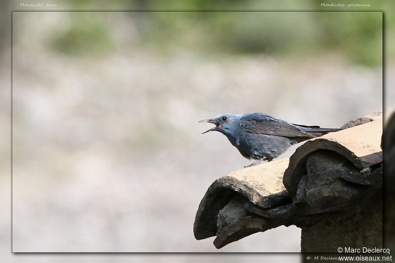 Blue Rock Thrush, identification, song