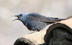 Blue Rock Thrush