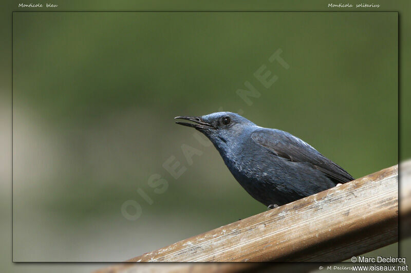 Monticole bleu, identification