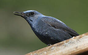 Blue Rock Thrush