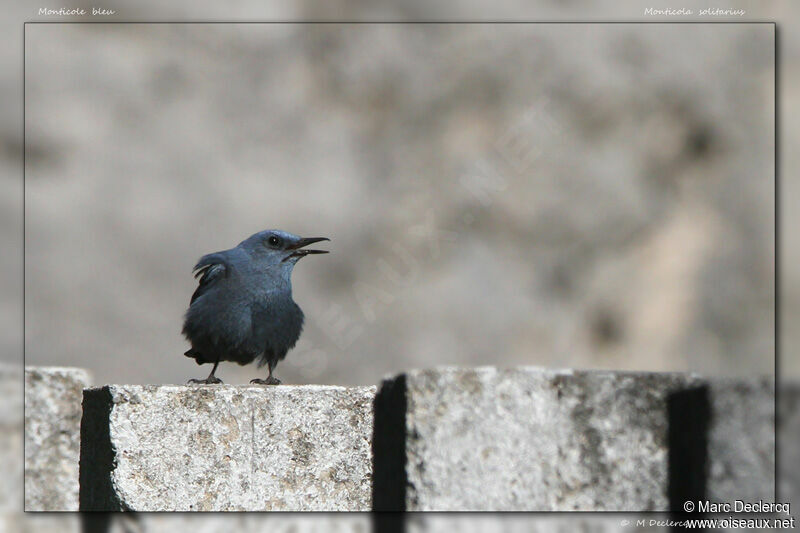 Blue Rock Thrush, identification