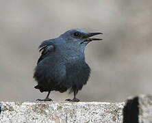 Blue Rock Thrush