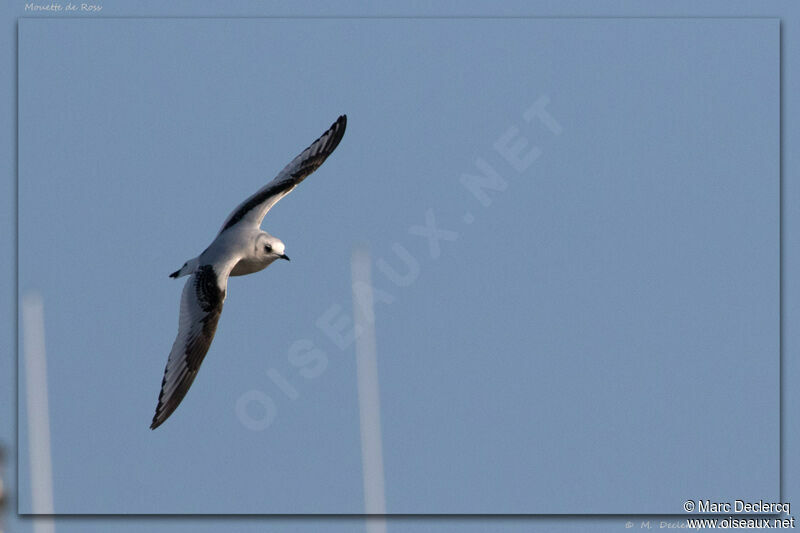 Mouette de Ross, Vol