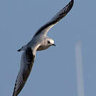 Mouette de Ross