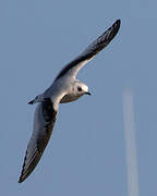 Mouette de Ross