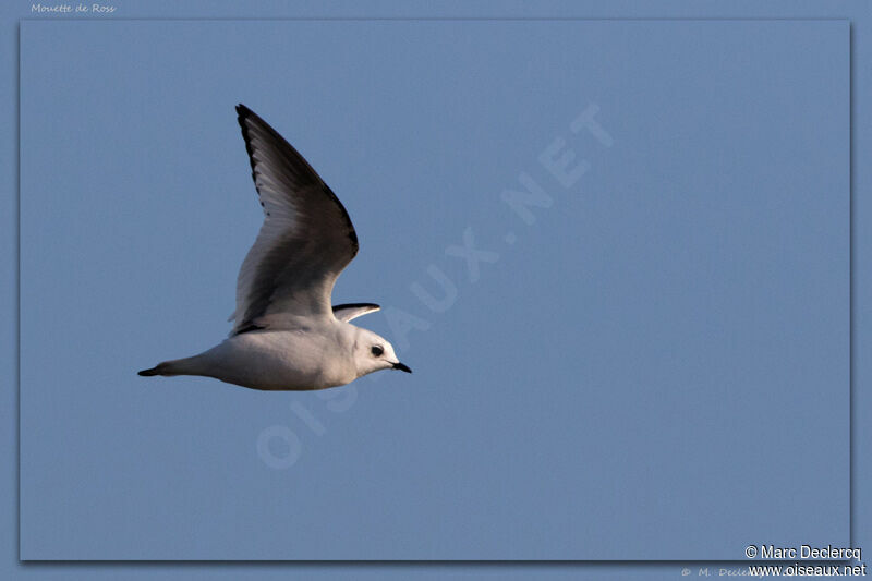 Mouette de Rossadulte transition, Vol