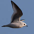 Mouette de Ross