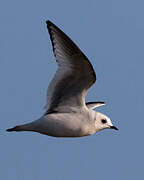 Ross's Gull