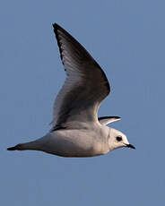 Mouette de Ross