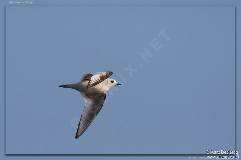 Mouette de Ross, Vol