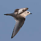 Mouette de Ross