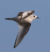 Ross's Gull