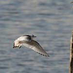 Mouette de Ross