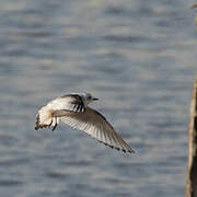 Mouette de Ross