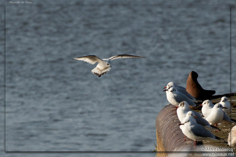 Ross's Gull, identification