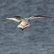 Mouette de Ross