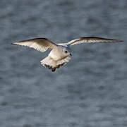 Ross's Gull