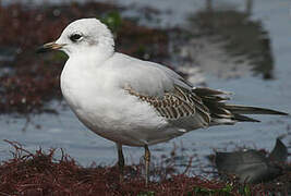 Mediterranean Gull