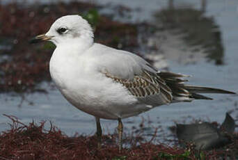 Mouette mélanocéphale