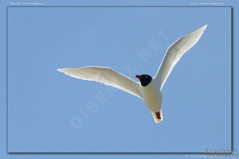 Mouette mélanocéphale, Vol