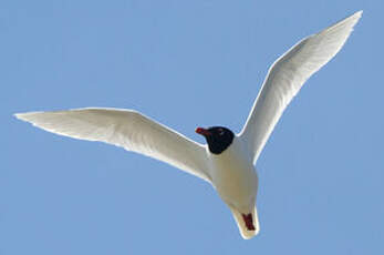 Mouette mélanocéphale