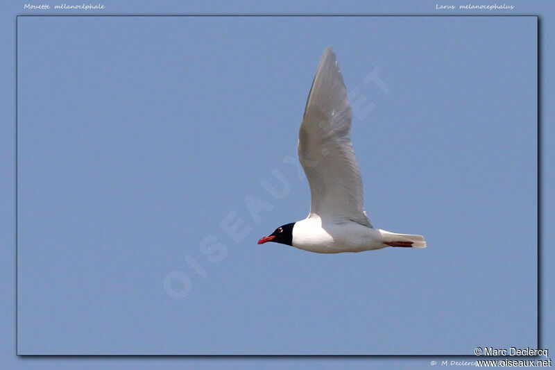 Mediterranean Gull, Flight