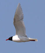 Mediterranean Gull