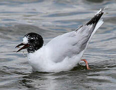 Little Gull