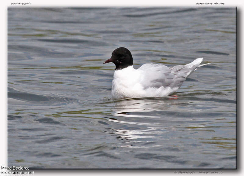 Mouette pygméeadulte, identification