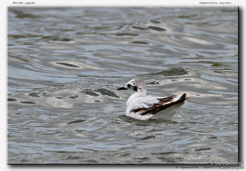 Mouette pygméeimmature, identification