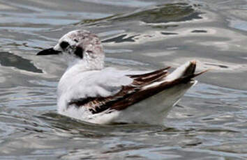 Mouette pygmée