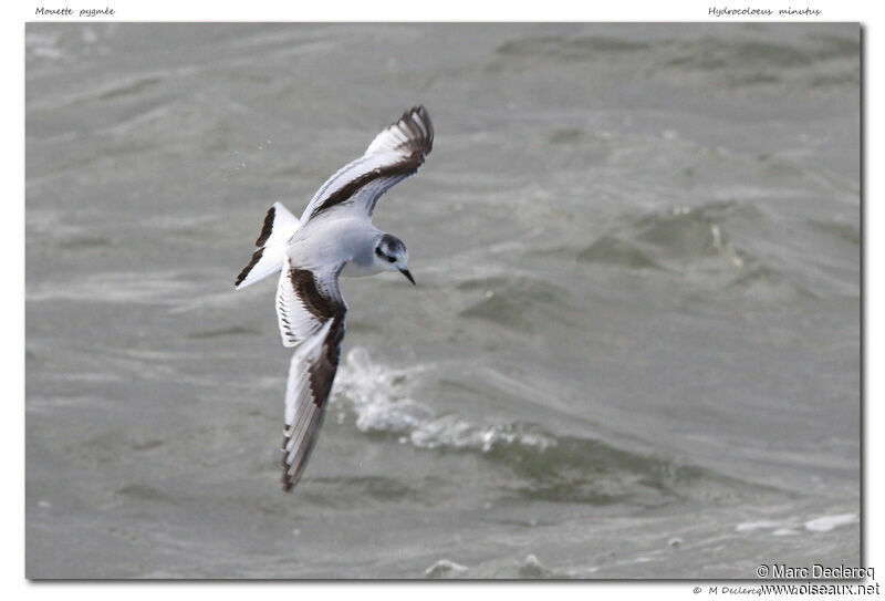 Mouette pygmée, Vol