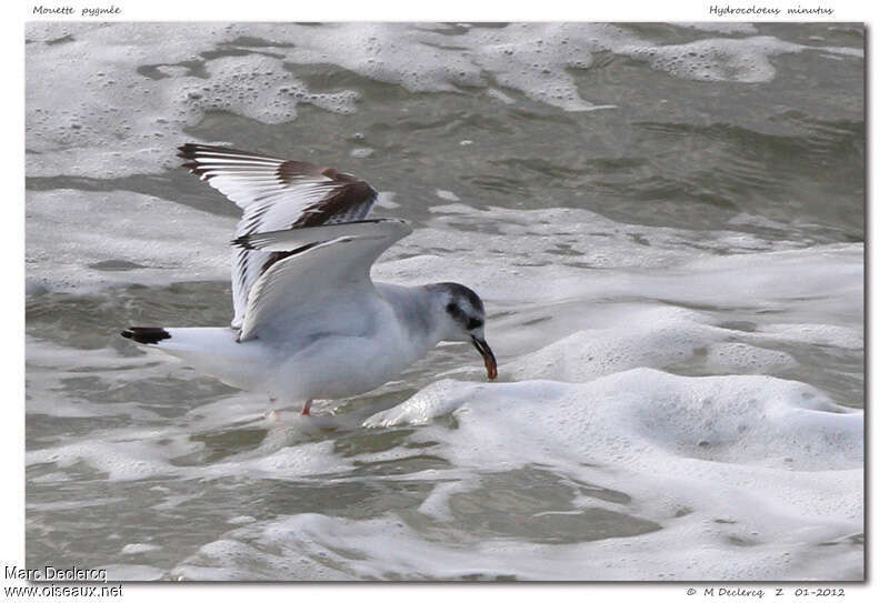 Mouette pygmée2ème année, régime, pêche/chasse