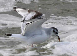 Little Gull