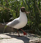 Mouette rieuse