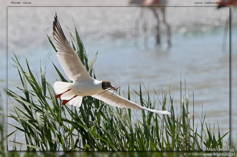 Black-headed Gull, identification, Reproduction-nesting, Behaviour