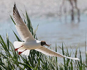 Mouette rieuse