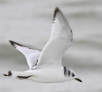 Mouette tridactyle