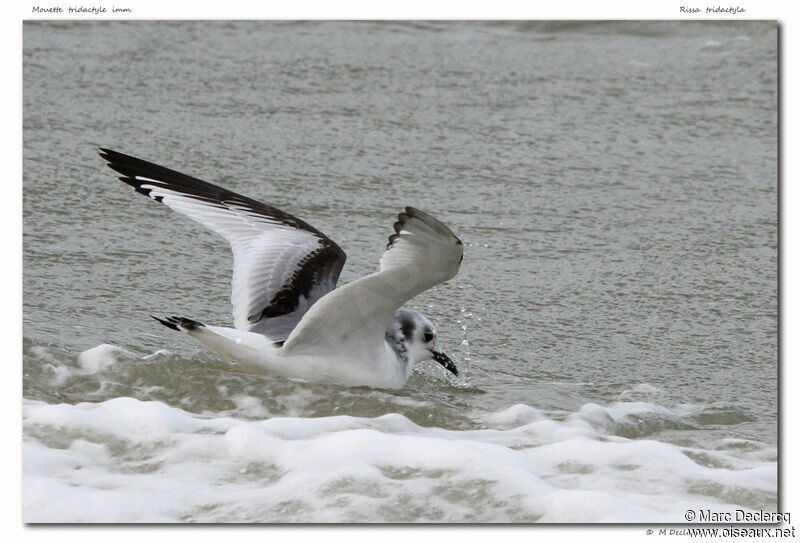 Mouette tridactyle, identification