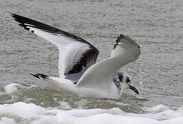 Black-legged Kittiwake