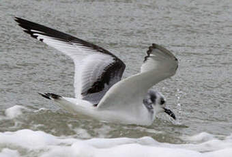 Mouette tridactyle