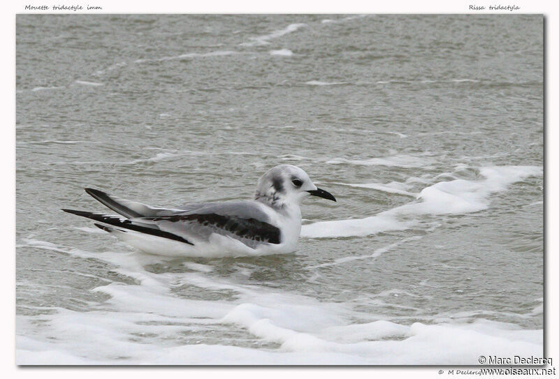 Black-legged KittiwakeSecond year, identification