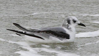 Black-legged Kittiwake