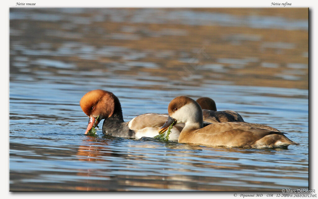 Red-crested Pochard, Behaviour