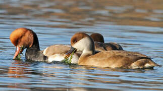 Red-crested Pochard