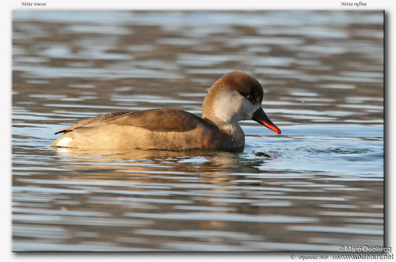 Red-crested Pochard, identification